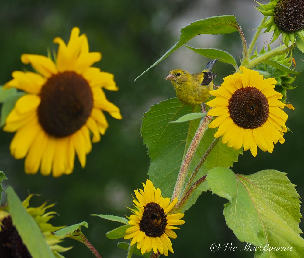 Goldfinch and sunflowers