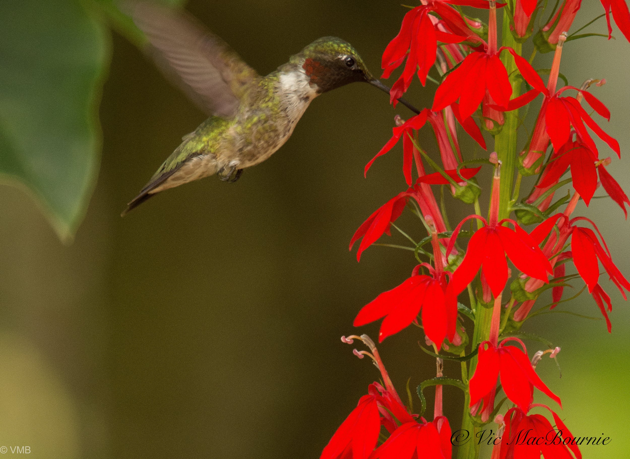 Hummingbird at cardinal flower