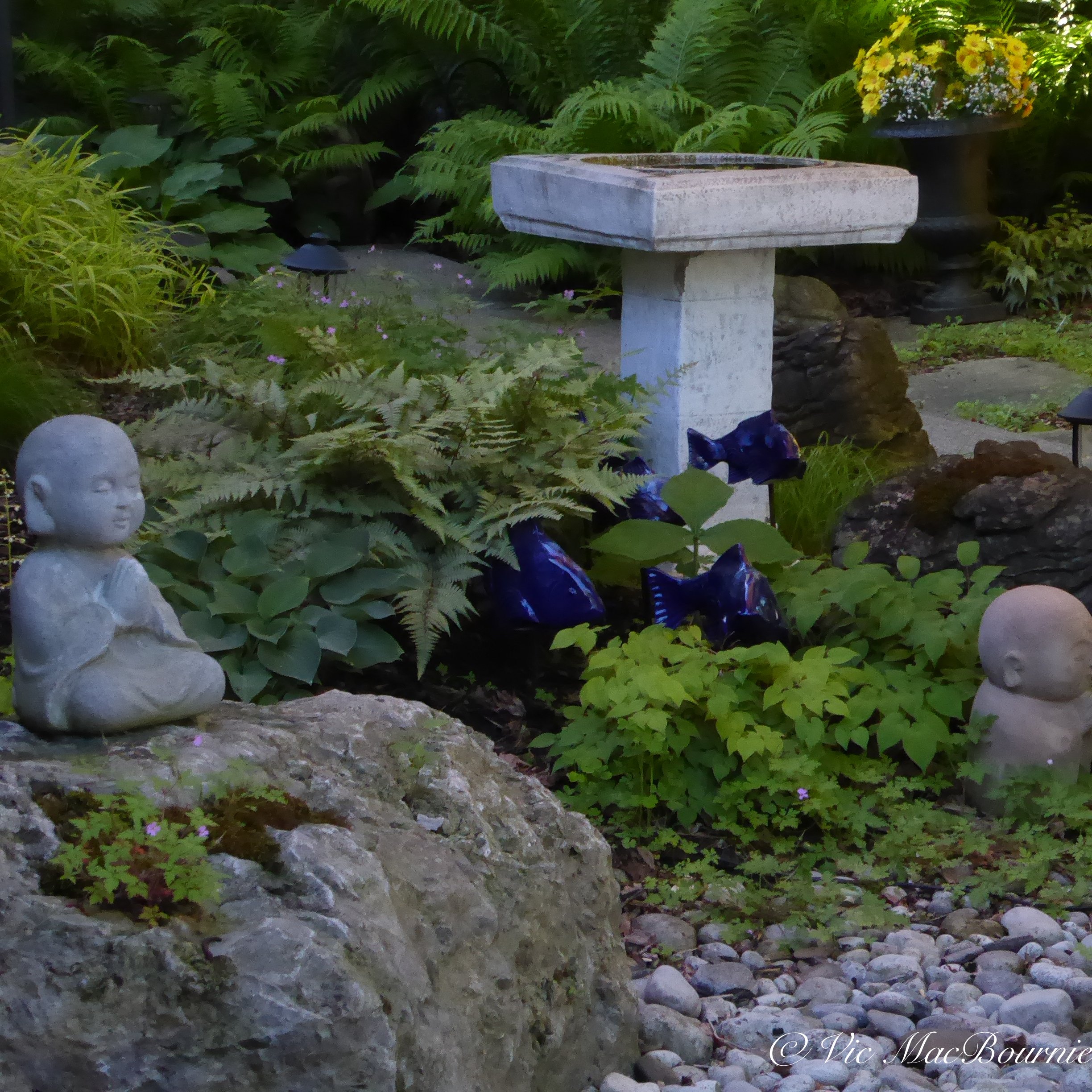 Japanese Garden with Fish In The Garden moving through ferns and epimediums.