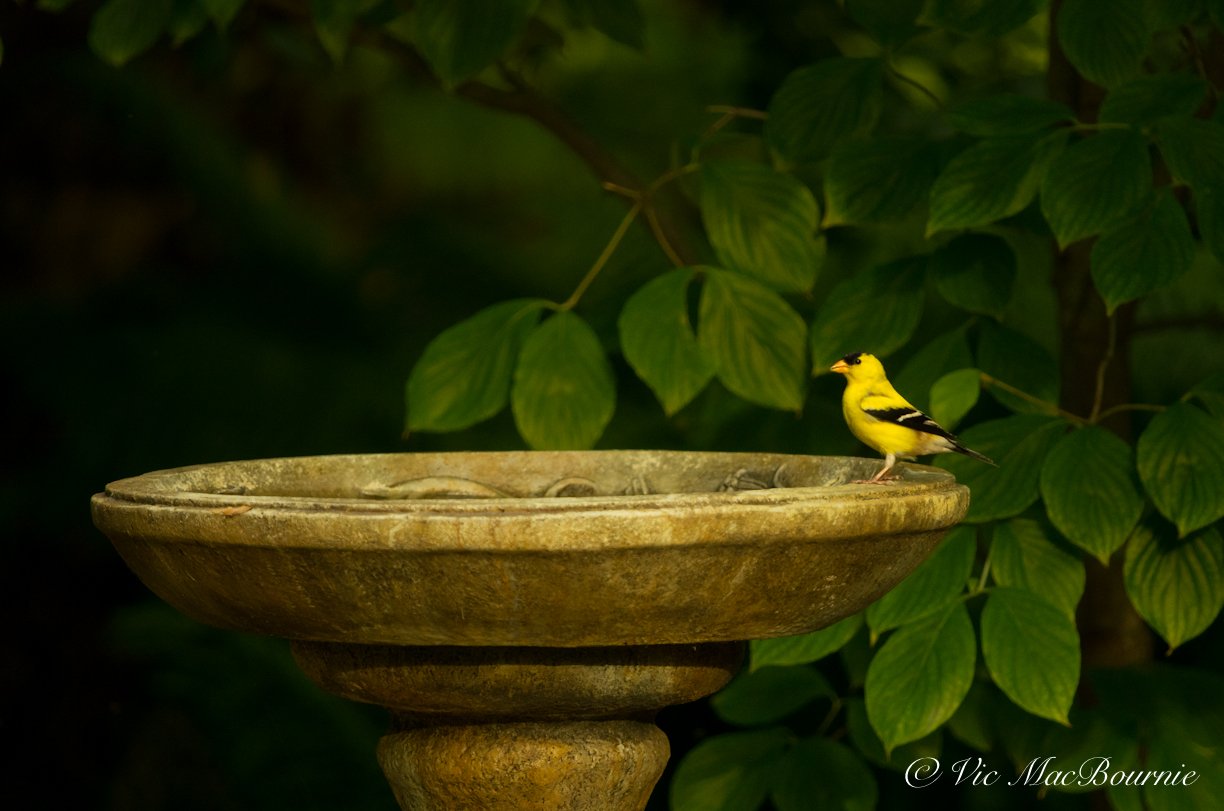 Goldfinch getting a drink at the birdbath.