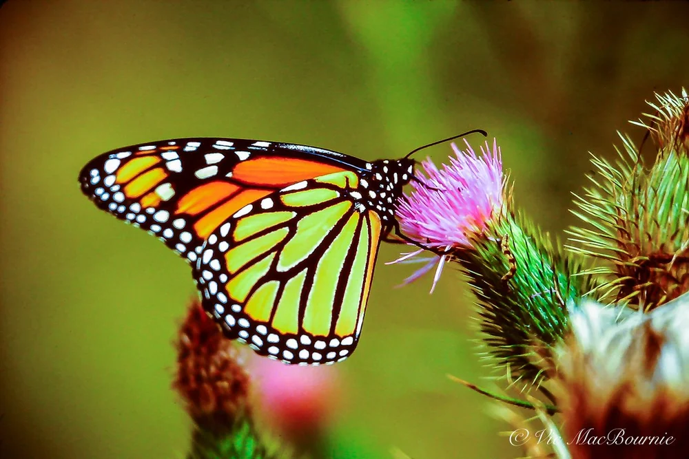 Macro photography: How to get up close for flower photography — FERNS ...