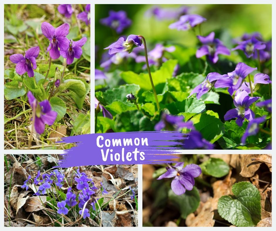 Collage of common violets