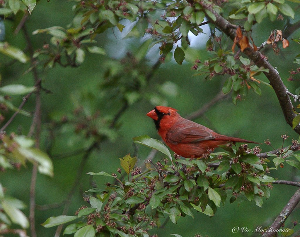 Image shows a male cardinal in a flowering crab just as the flowers have ended and the fruit is beginning to form on the tree.