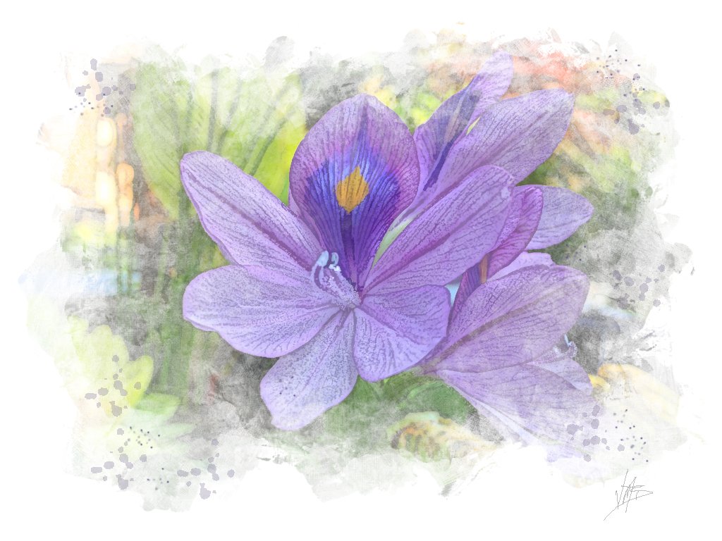 Painterly image of a water hyacinth in bloom in our container pond.