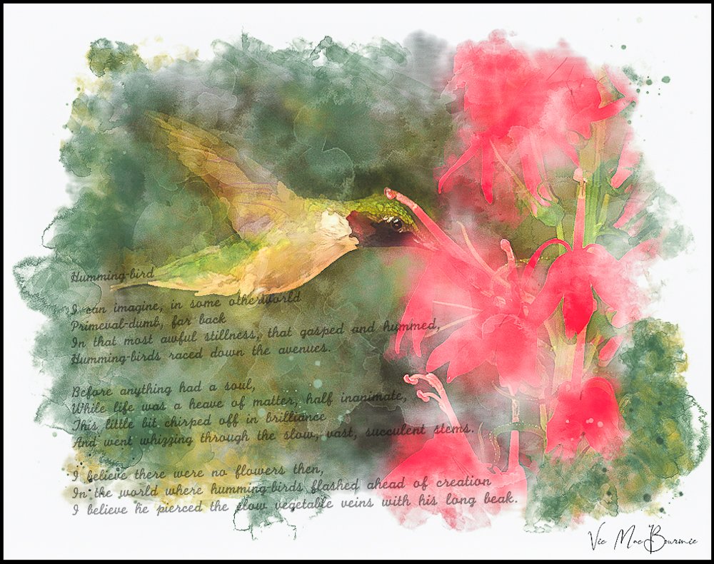 Digital image of hummingbird with poem