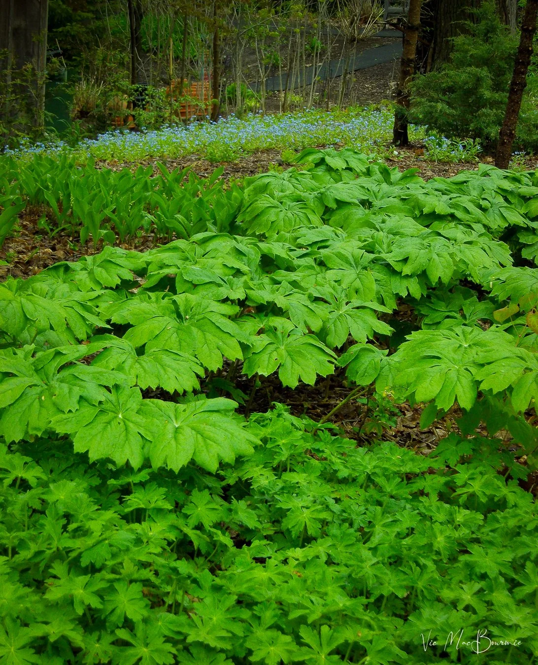 Wild geranium (cranesbill) join Mayapple and Forget-Me-Nots for a spring show