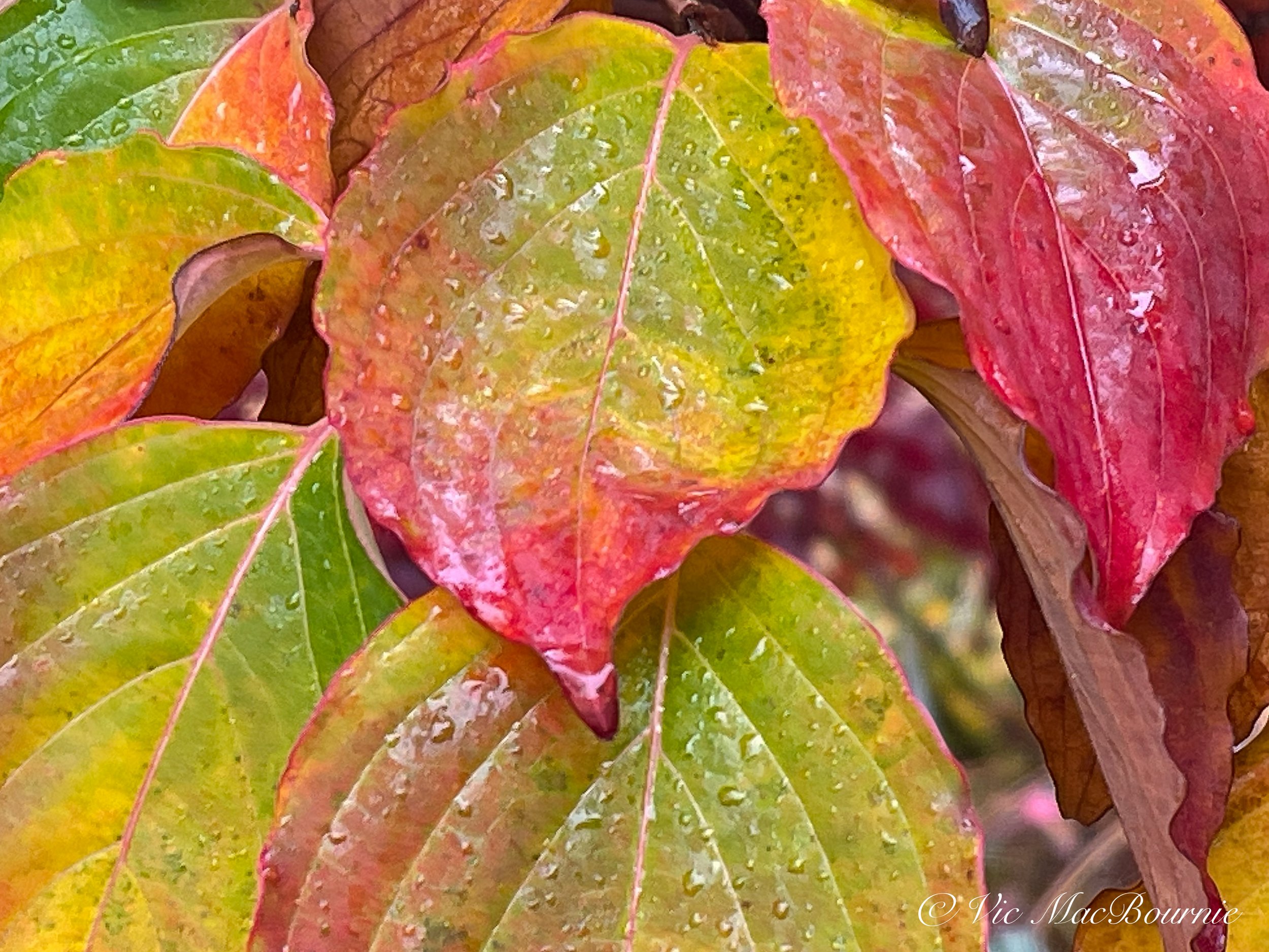 A closeup of Cornus Kousa leaves in their full fall colour