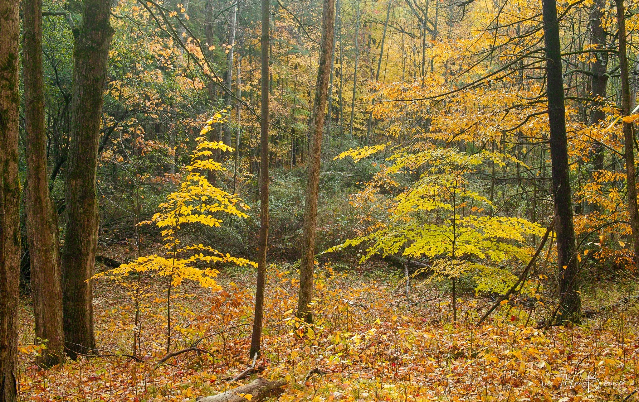Fall woodlands Sigma DP2: 30sec/f6.3/iso400