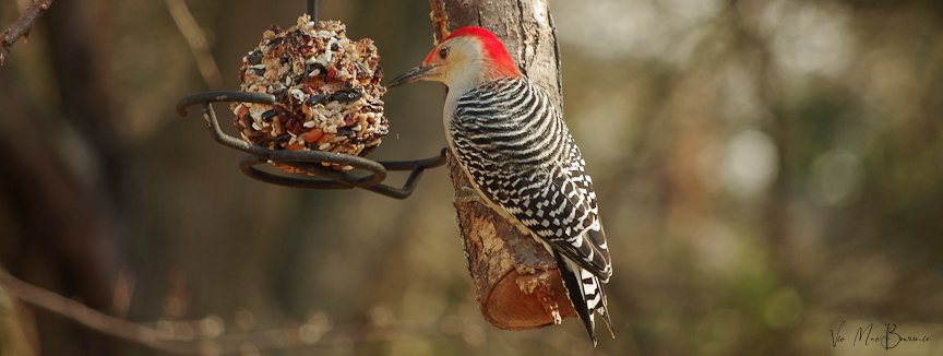 Red-Bellied woodpecker feeding on seed at feeder showing its red hed and zebra-patterned back feathers.