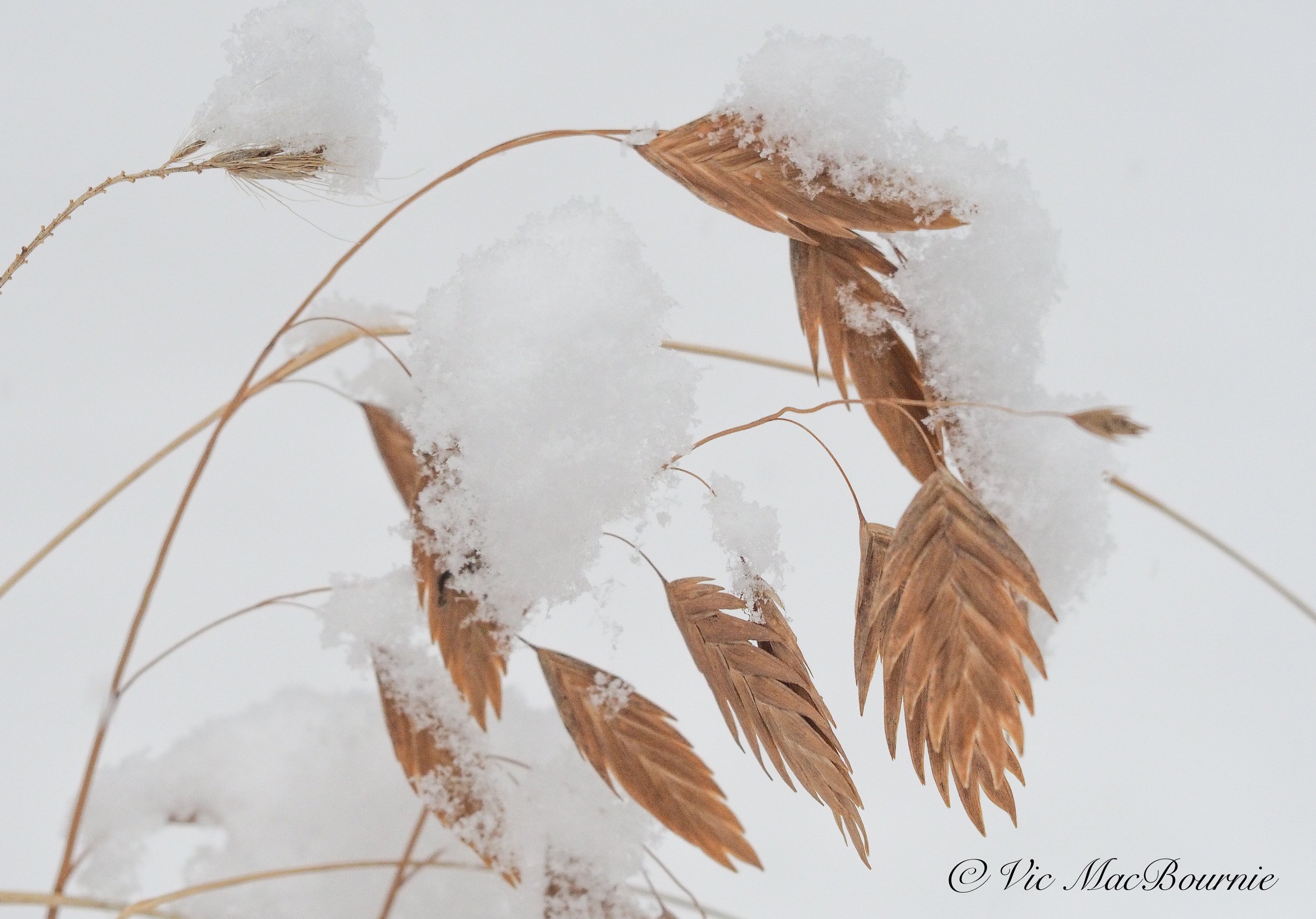 Northern sea oats close up covered in snow