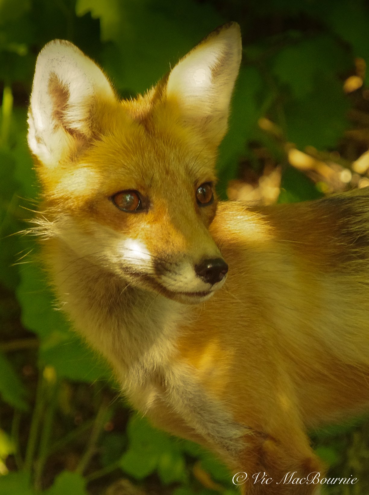 Closeup of a young fox in the backyard