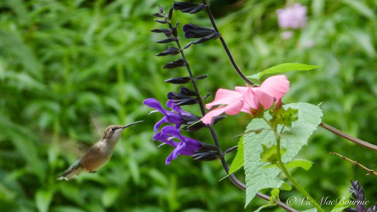 Hummingbird at pruple Proven Winners salvia