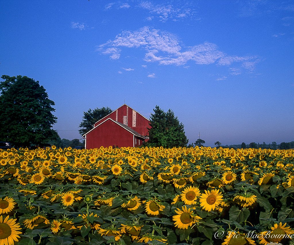 A beautiful scene of thousands of sunflowers growing in a field with a red barn