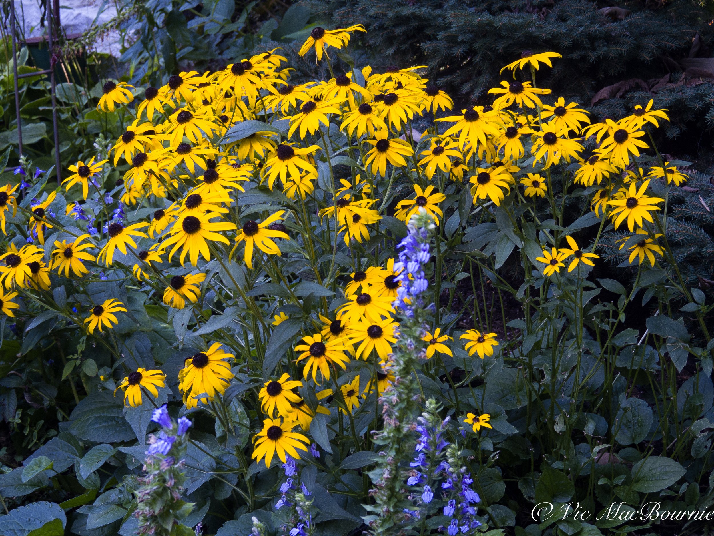 A lovely combination of Black Eyed Susans and native blue lobelia.
