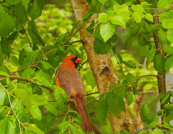 A male cardinal sits in  Birch Tree that is just beginning to get its white bark.