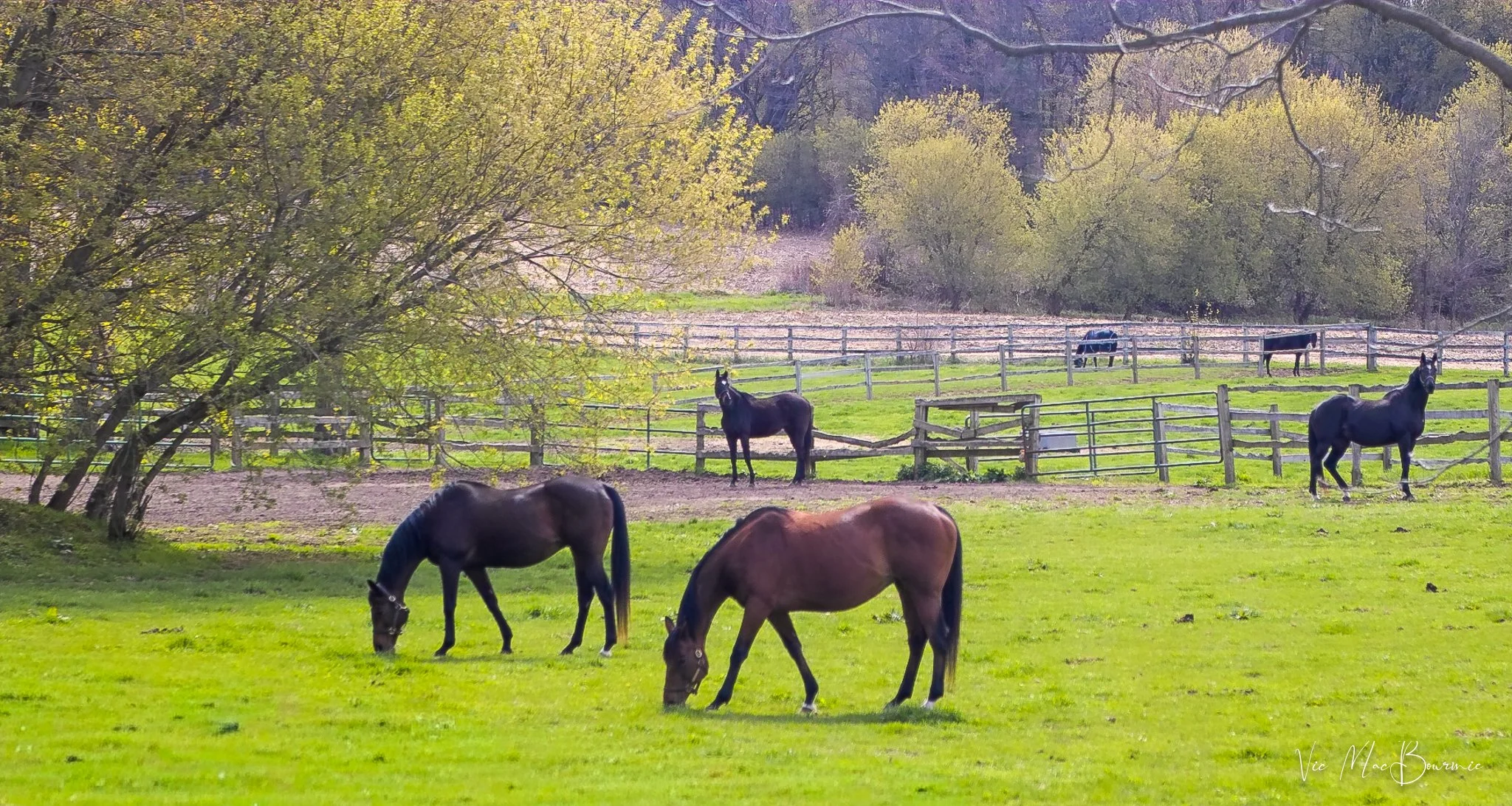 Horses in spring. Sigma SD10: 1/200th sec/ f5.0/ iso 100/ 70mm
