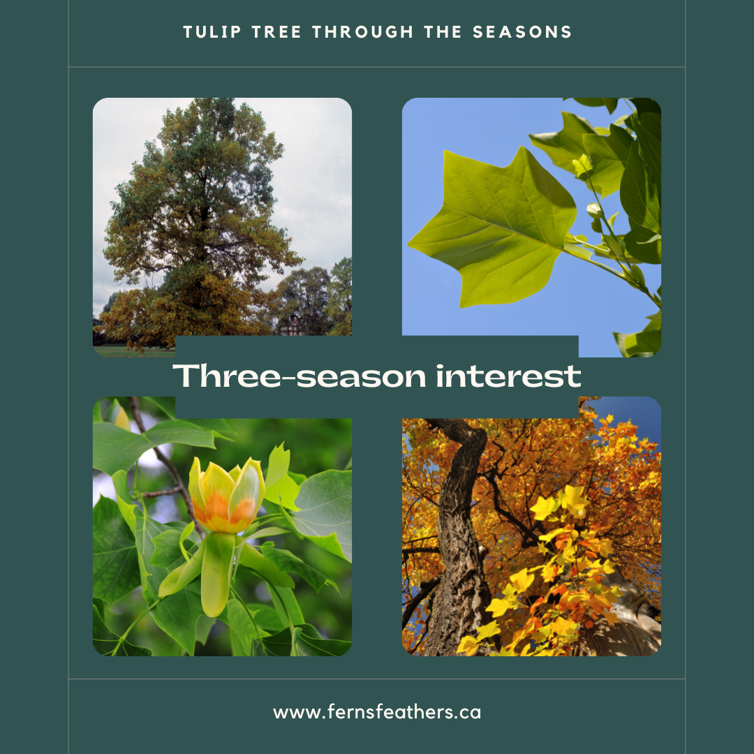 Tulip tree through the seasons graphic
