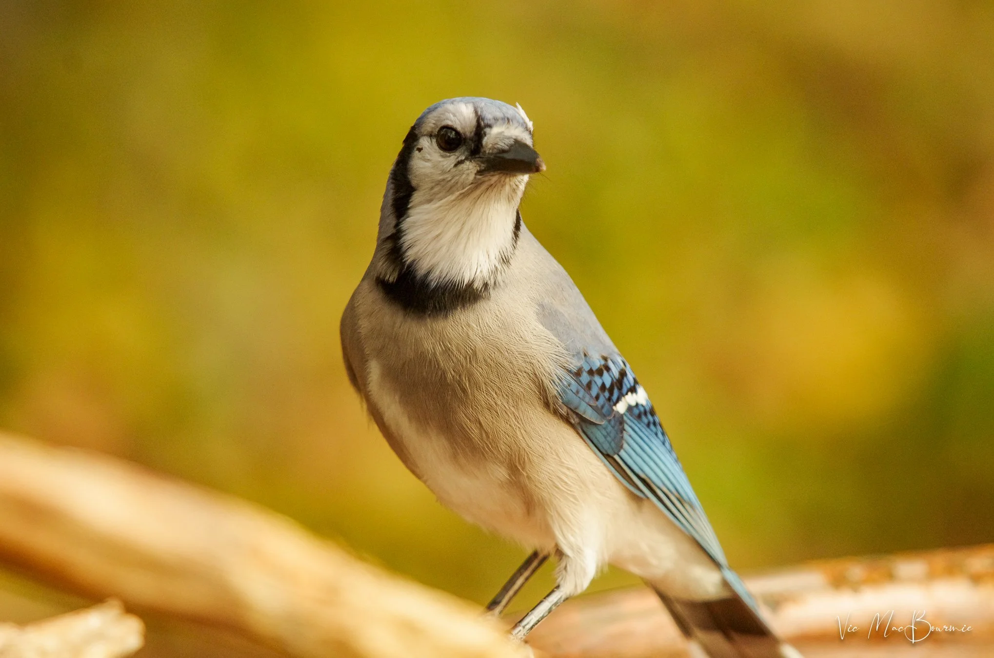 Even this blue jay can find shelter or food in the safety of the dead hedge or brush pile.