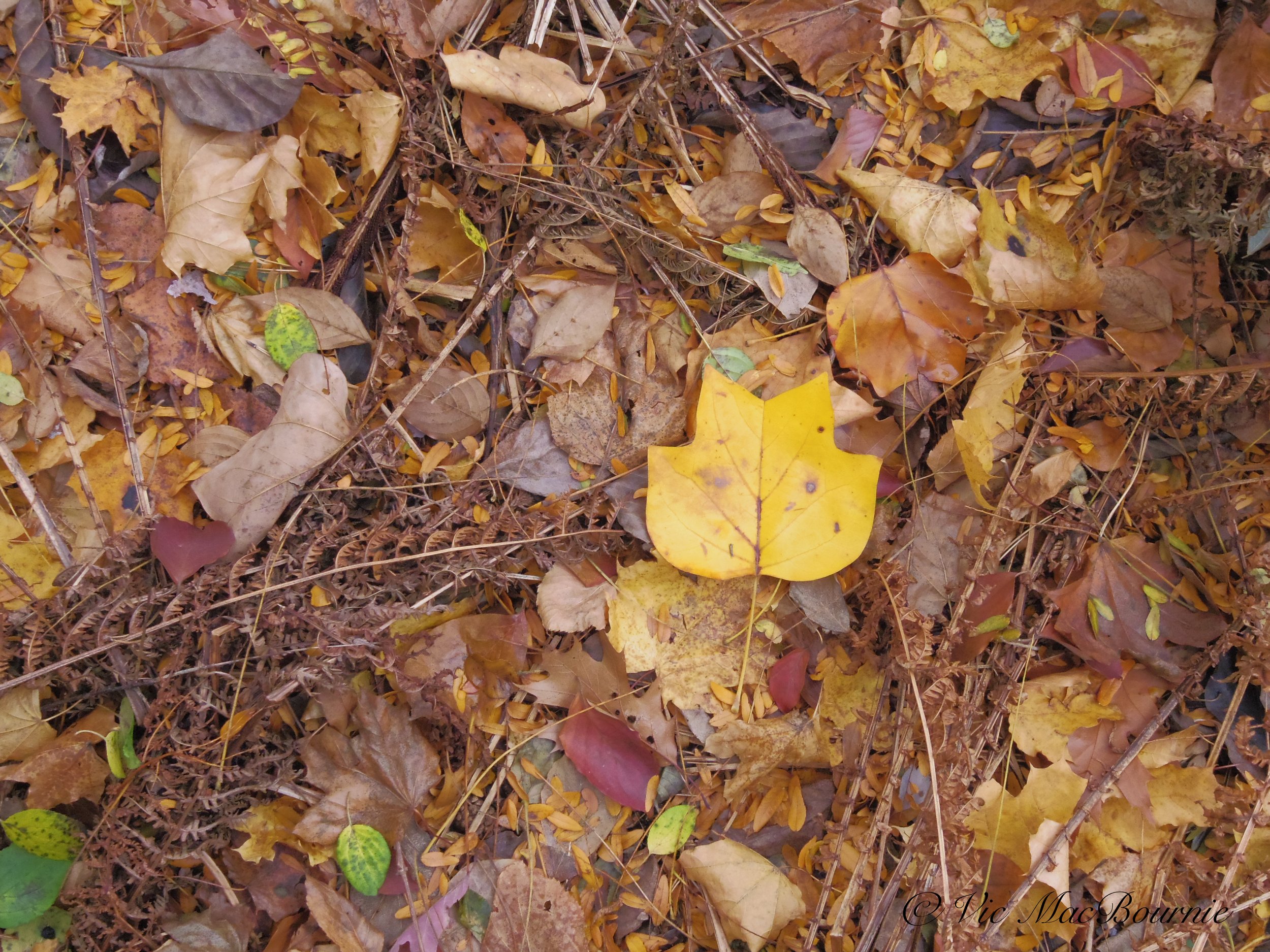 Tulip tree leaf on fall forest floor