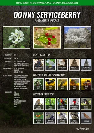 Serviceberry Examples Serviceberry is perfect understory tree for woodland wildlife garden ...