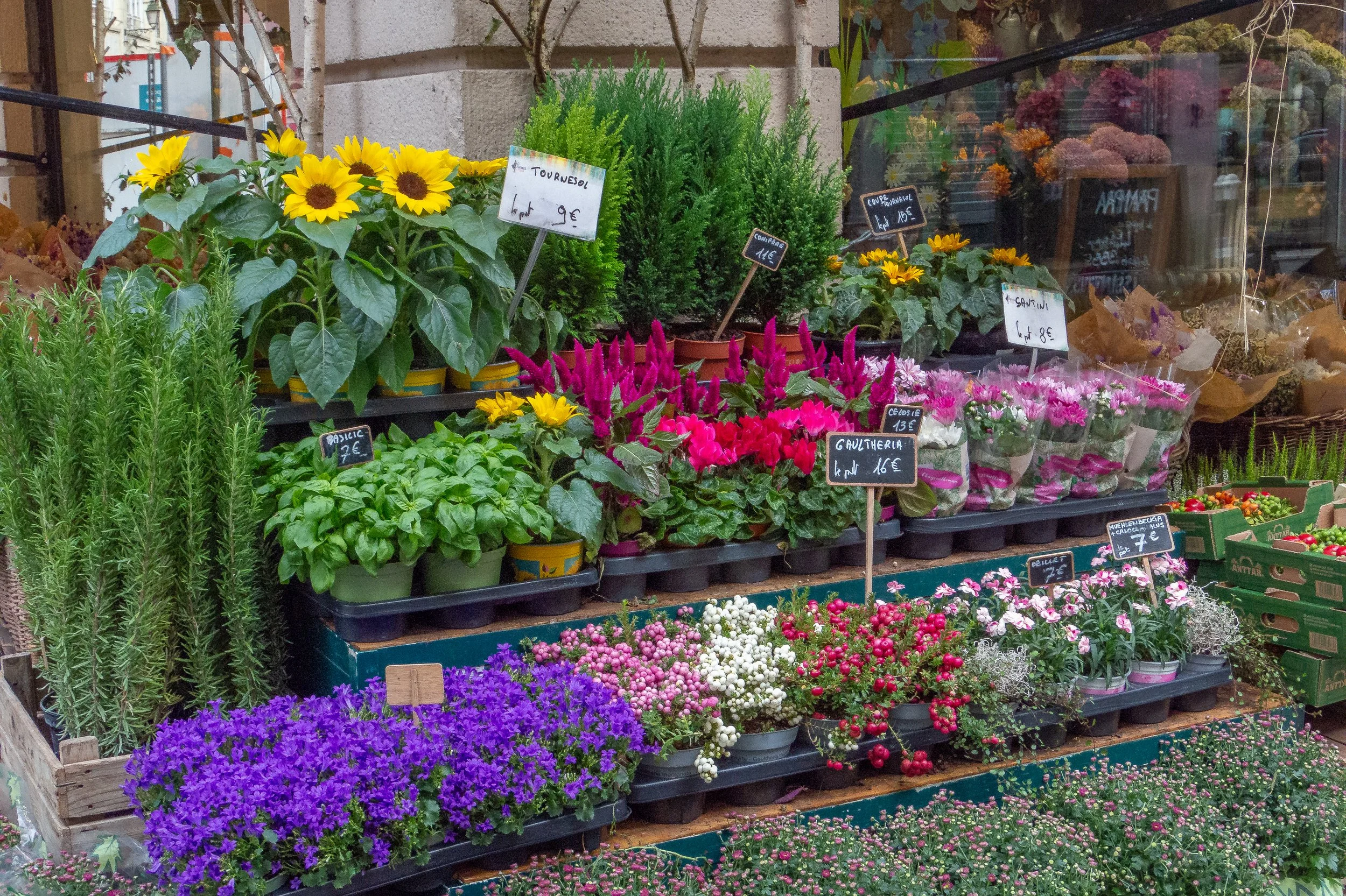Flower Display2-1.jpg