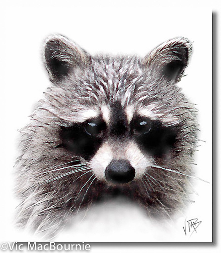 A digital portrait of a young raccoon.
