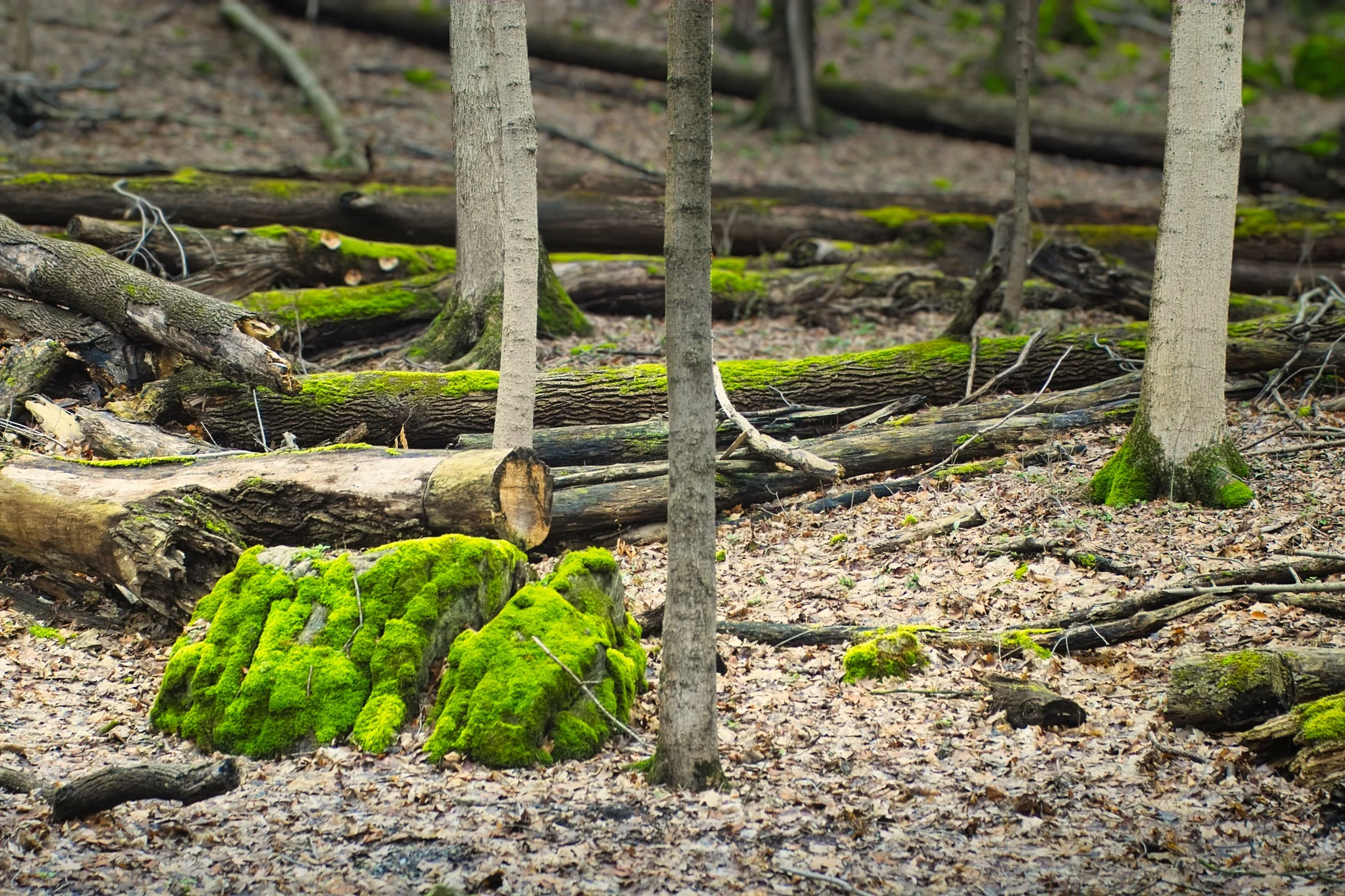 Mossy rocks. Sigma SD10: 1/80th sec/ f4/ iso 100