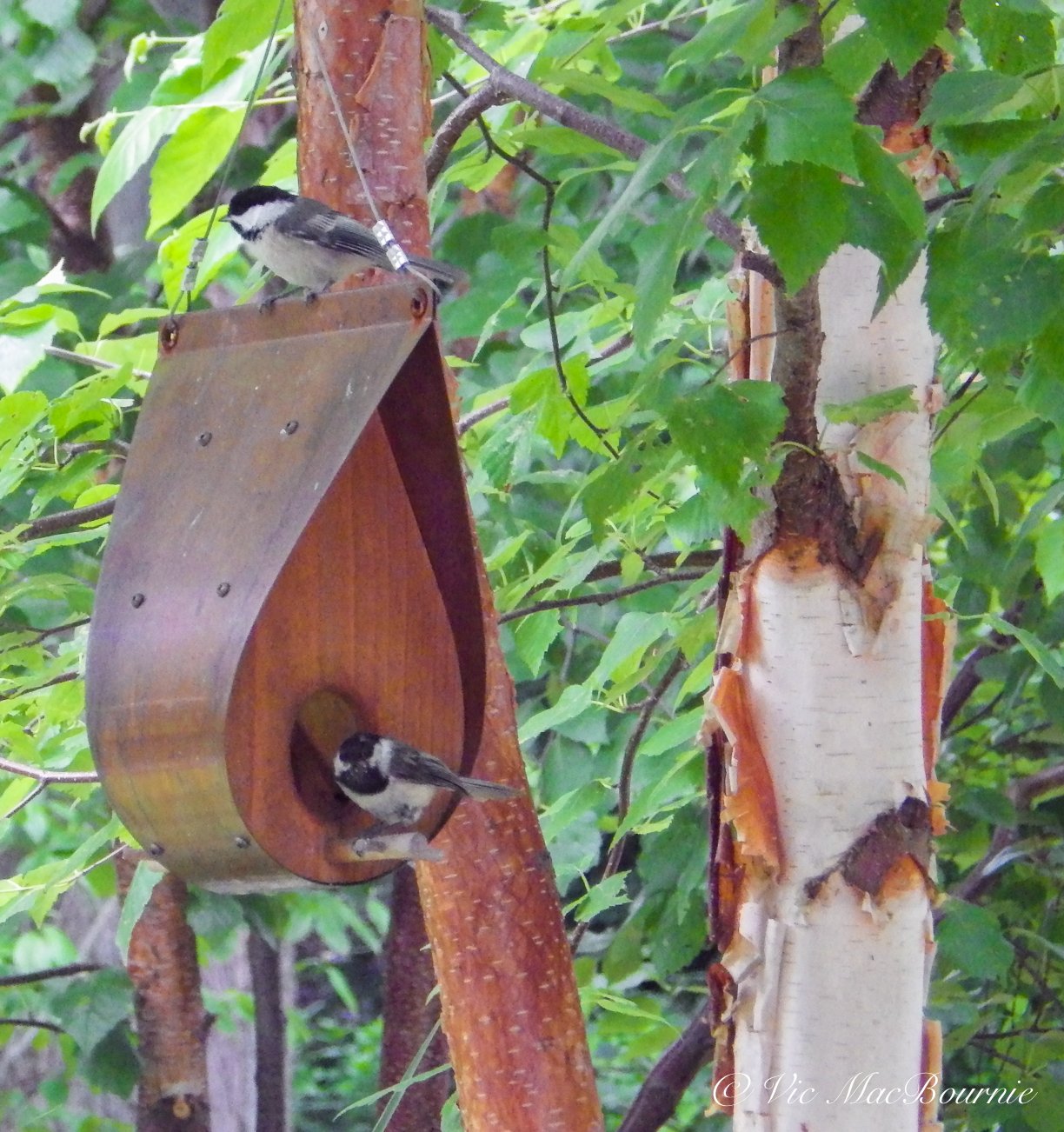 Two chickadees feeding at Q&A feeder