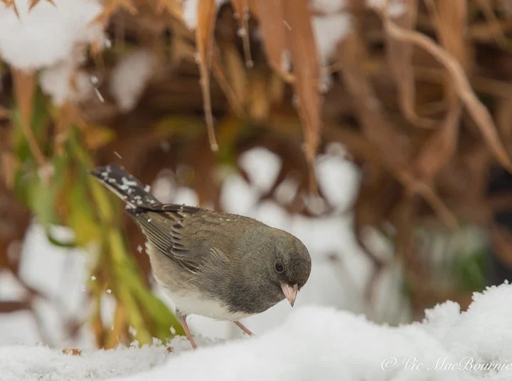 How to attract Juncos — FERNS & FEATHERS