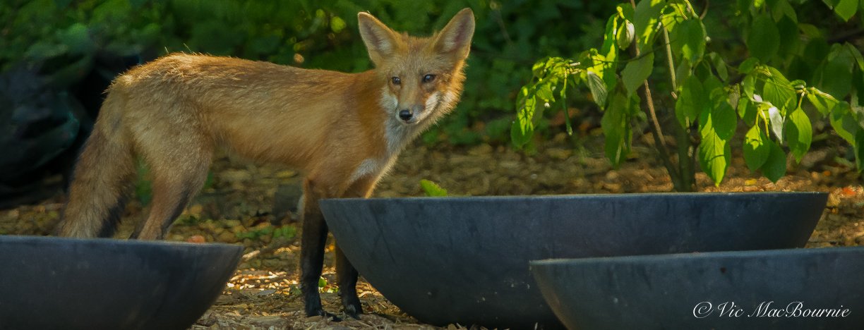 A fox stops by to take a drink in one of our water bowls.