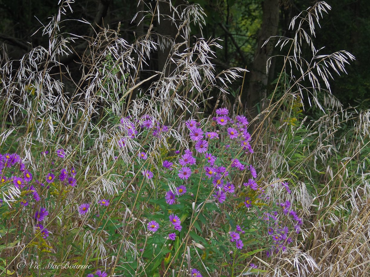 This image of native New England asters and grasses shows the detail that the Pentax Q is able to achieve.