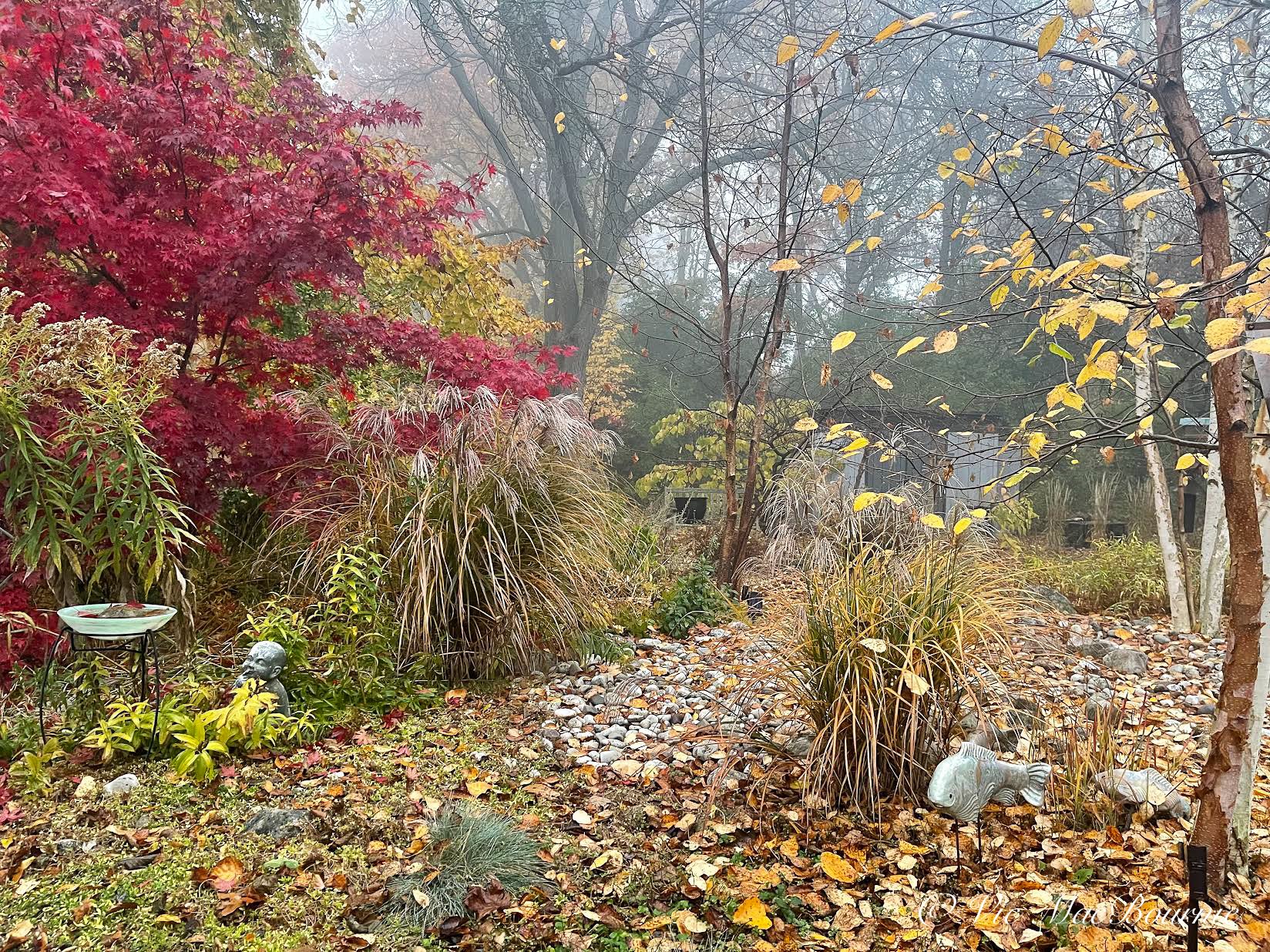 Iphone 12 pro max image of woodland garden in fog
