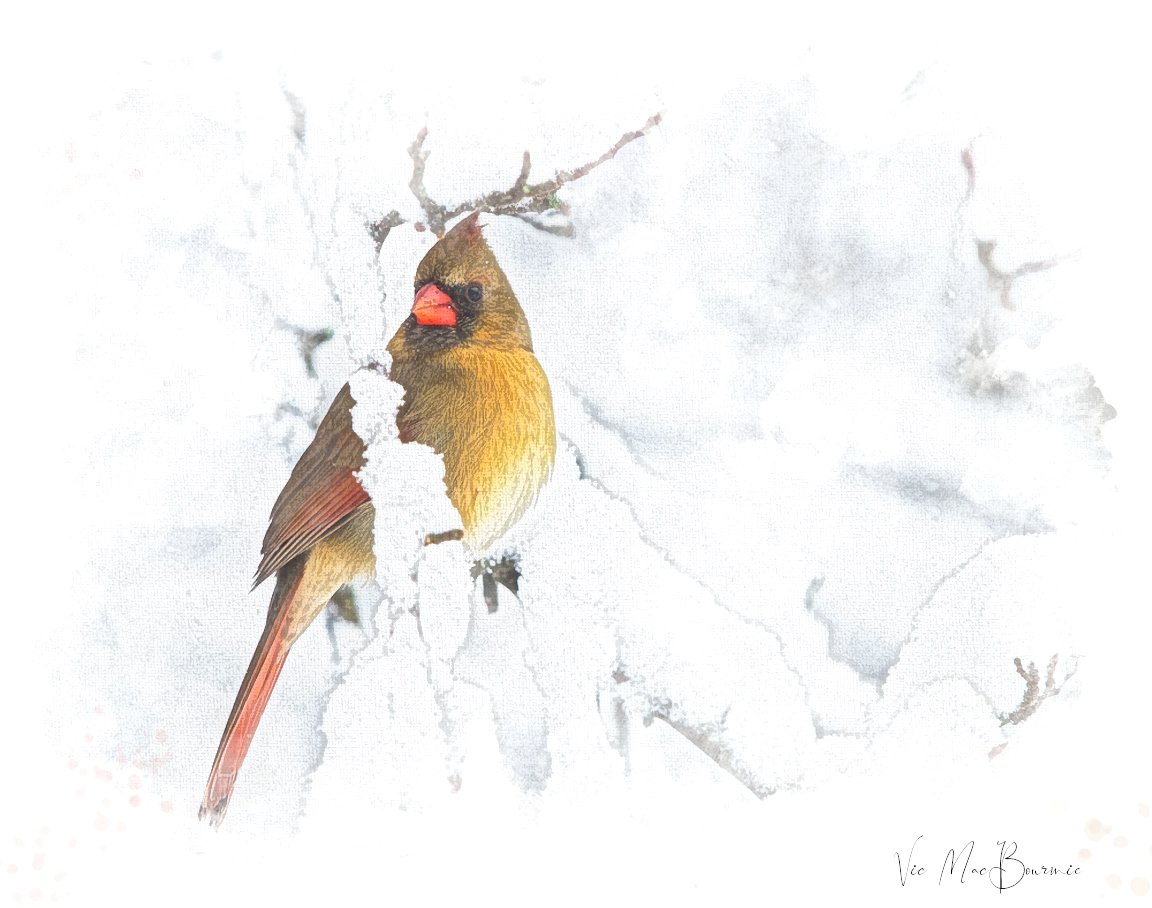 This digital artwork of a female cardinal was created from a photograph.
