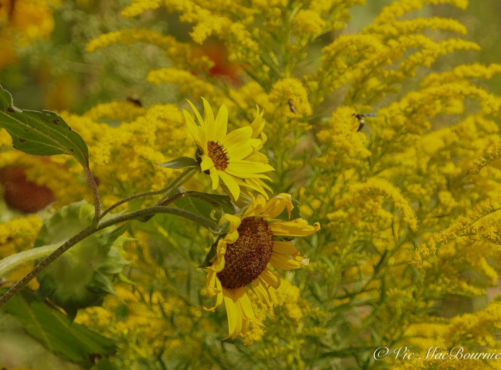 sunflowers and goldenrod in naturalized border