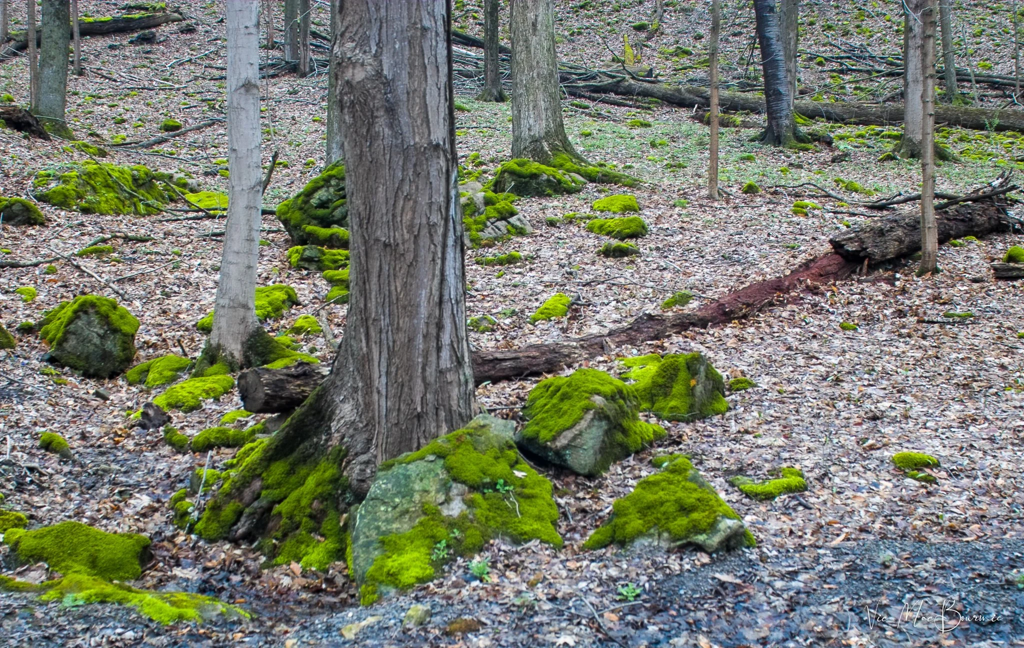 Mossy rocks in woodland. Sigma SD10: 1/60th sec/ f4.5/ iso 100.