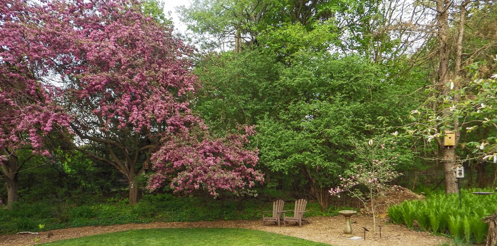 Image shows our mature crabapple in flower in the landscape.