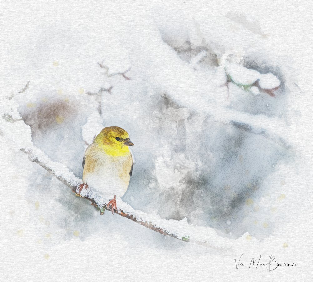 Goldfinch painted2.jpg