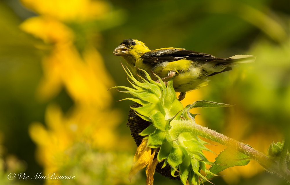 Goldfinch on sunflower