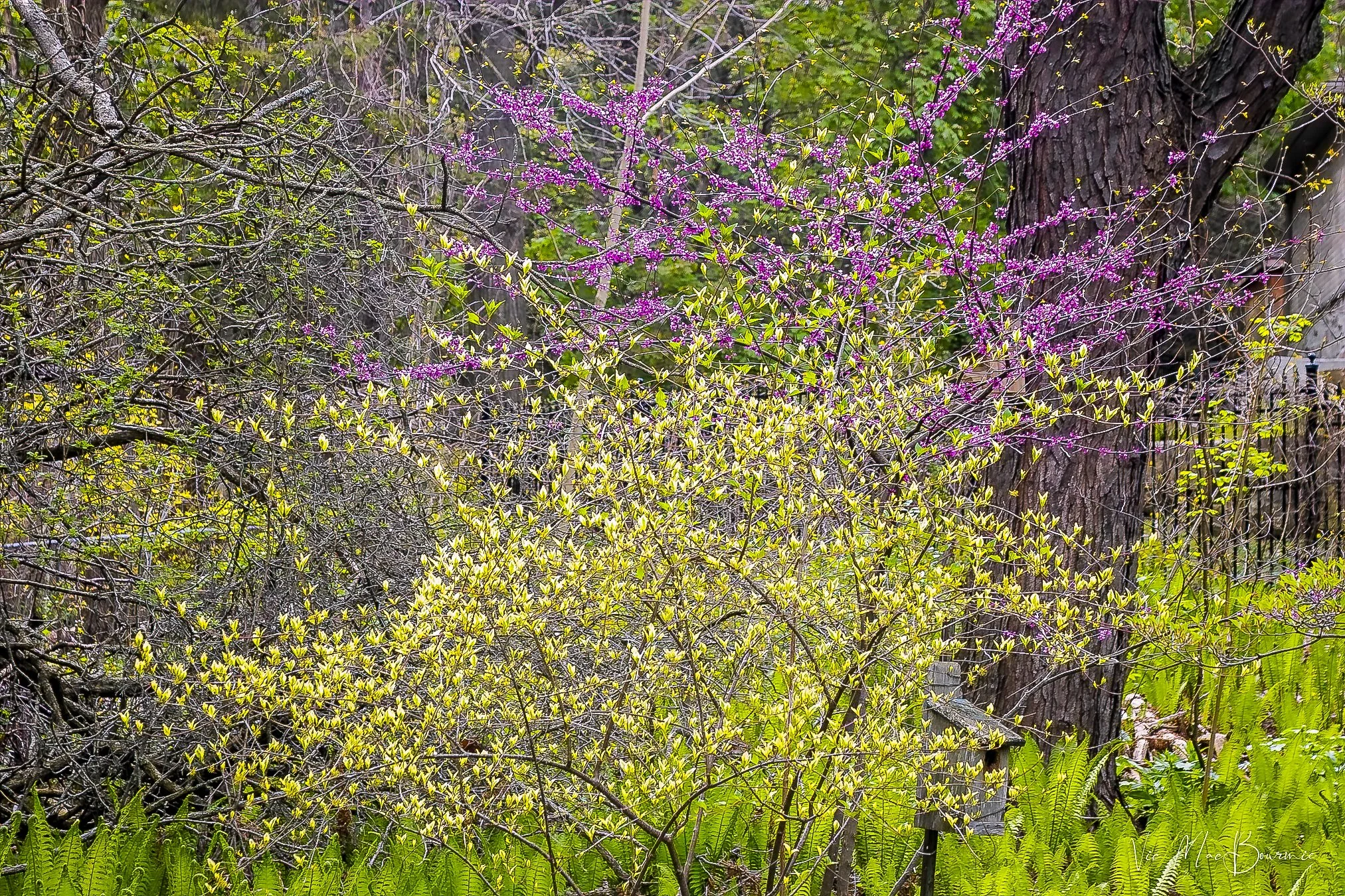 This image shows a variegated Cornus Mas dogwood and multi-stem Easter Redbud in bloom.