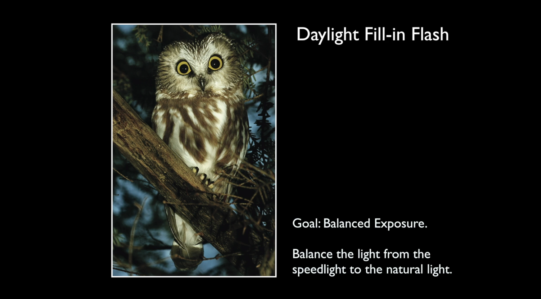 Rick Sammon shares how he uses fill flash to bring out the best image of this backyard owl.