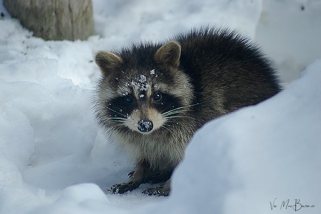 Although raccoons are rarely seen in winter, they do at times come out of their hibernation (more a torpor) to obtain food or water. Seen here is a young raccoon in the cold of winter.