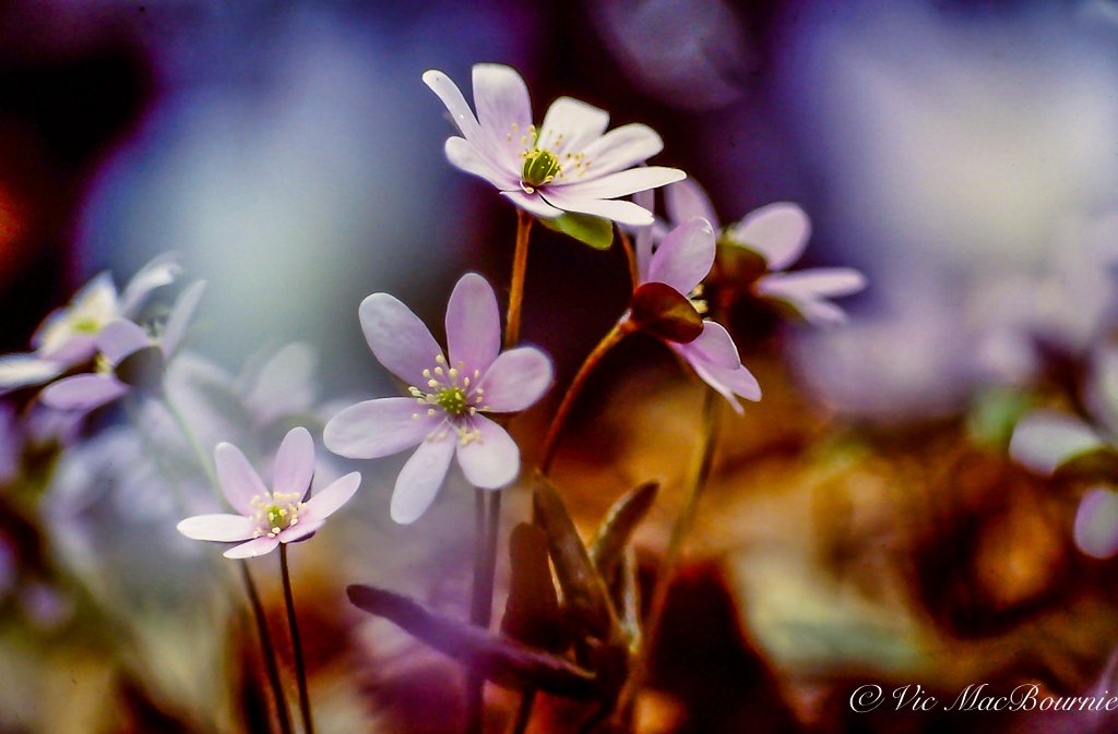 A lovely clump of native hepatica growing on the forest floor.