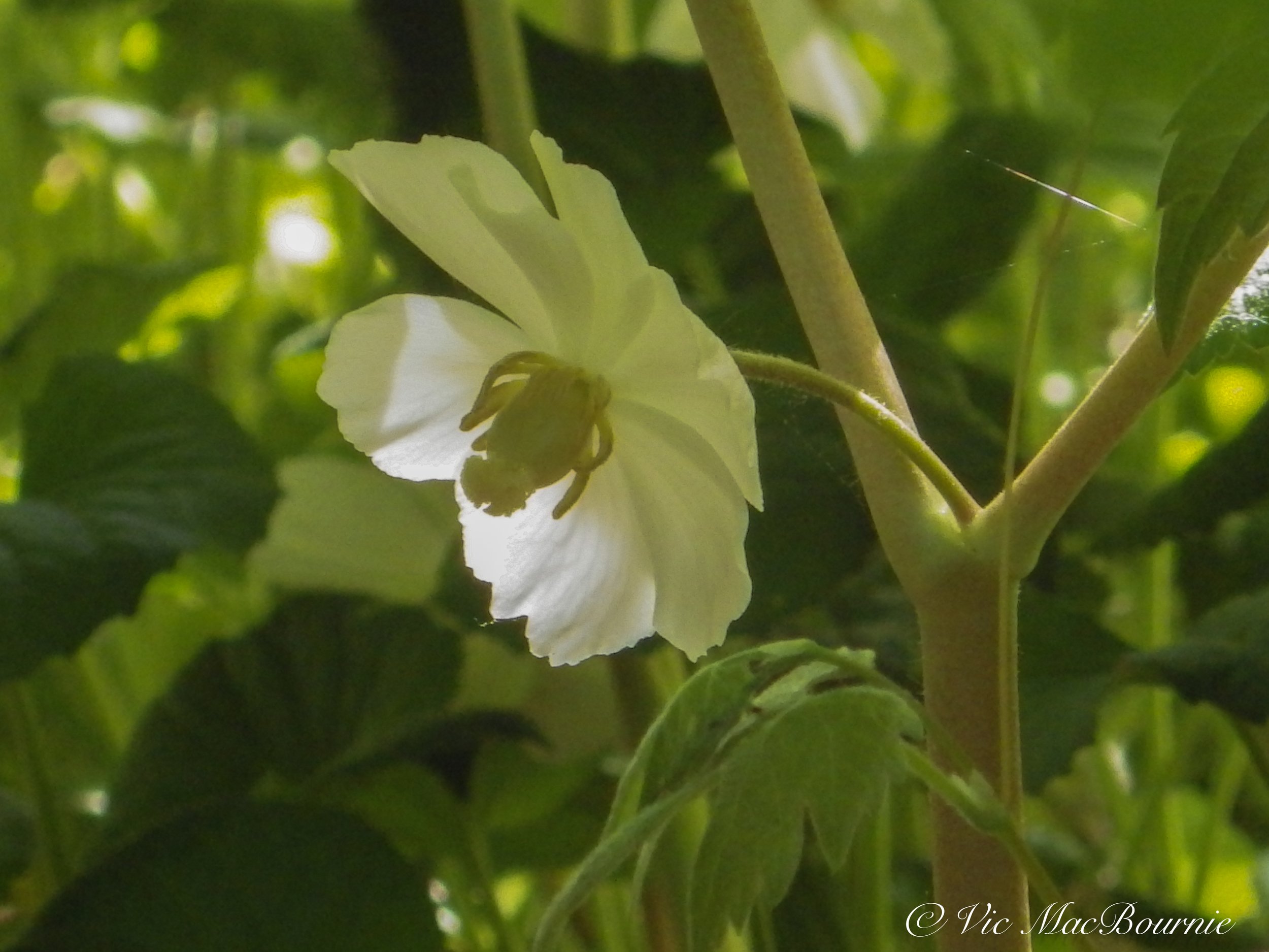 Mayapple flower photographed in late May.