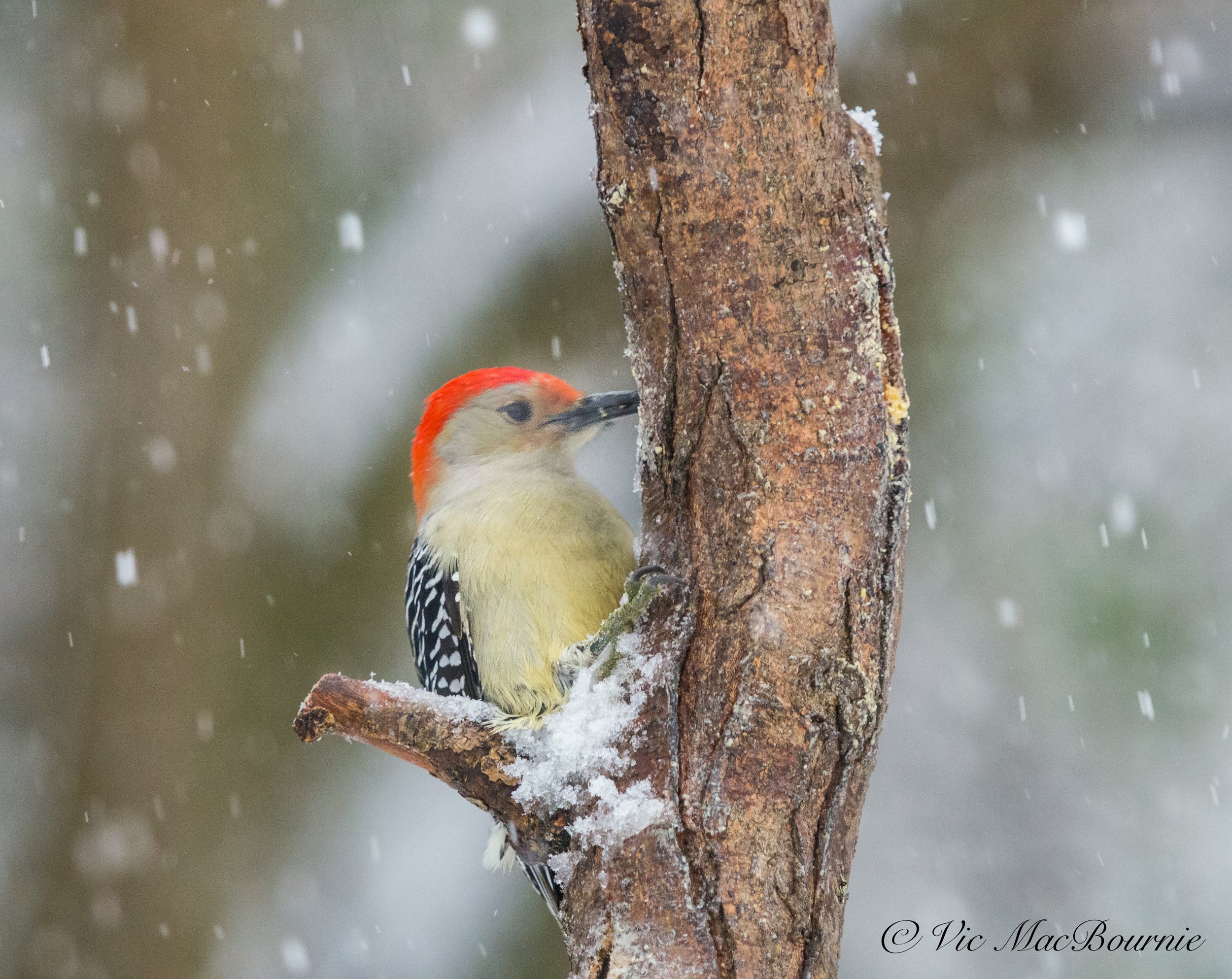 A male Red-bellied woodpecker working at a DIY suet feeder filled with bark butter.