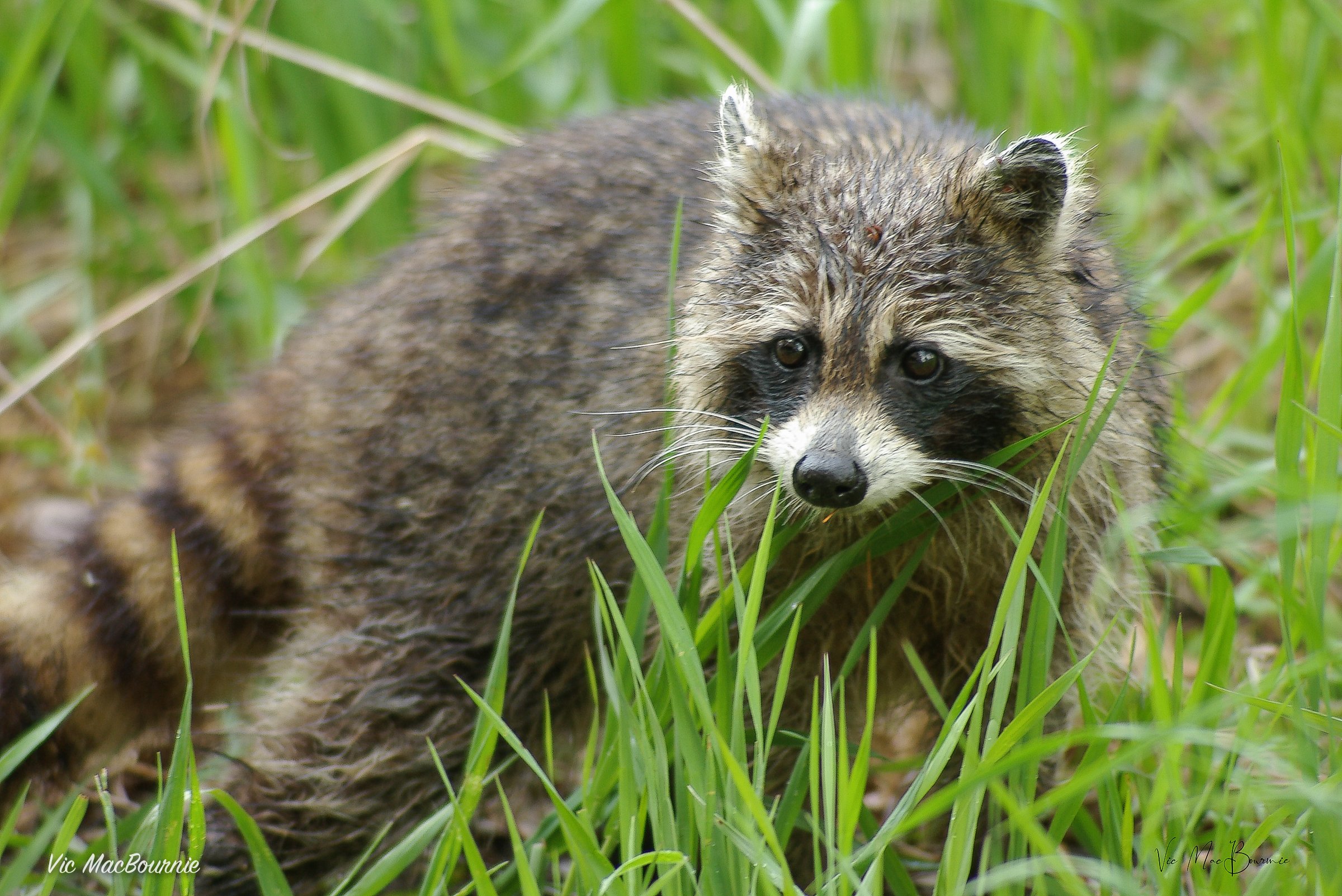 Raccoon in grasses (1 of 1).jpg