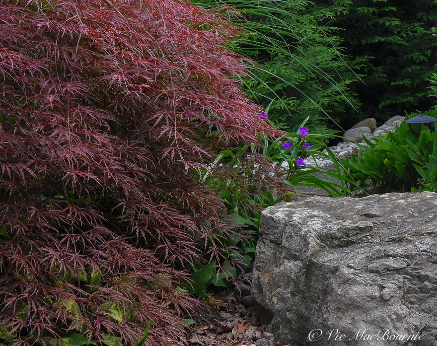 Weeping Japanese Maple beside boulder in Japanese-inspired garden