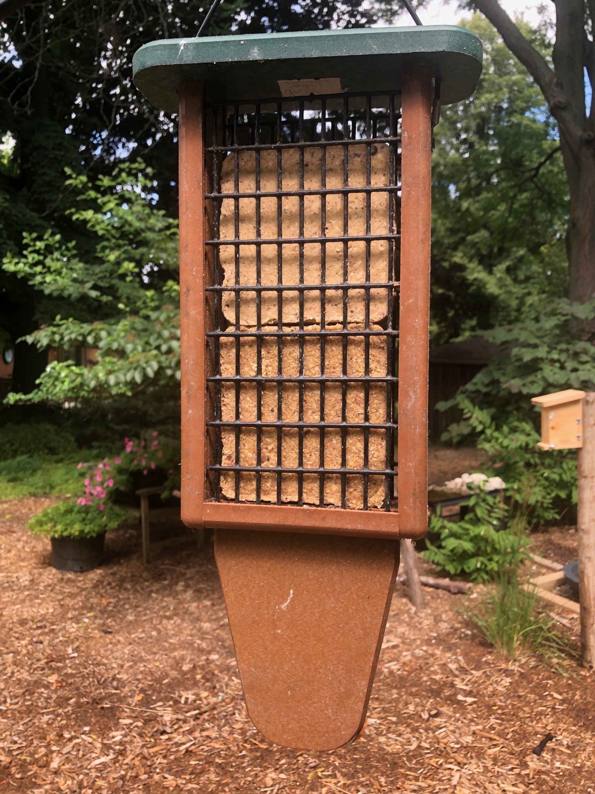 Image of a suet feeder with a tail prop for larger woodpeckers.