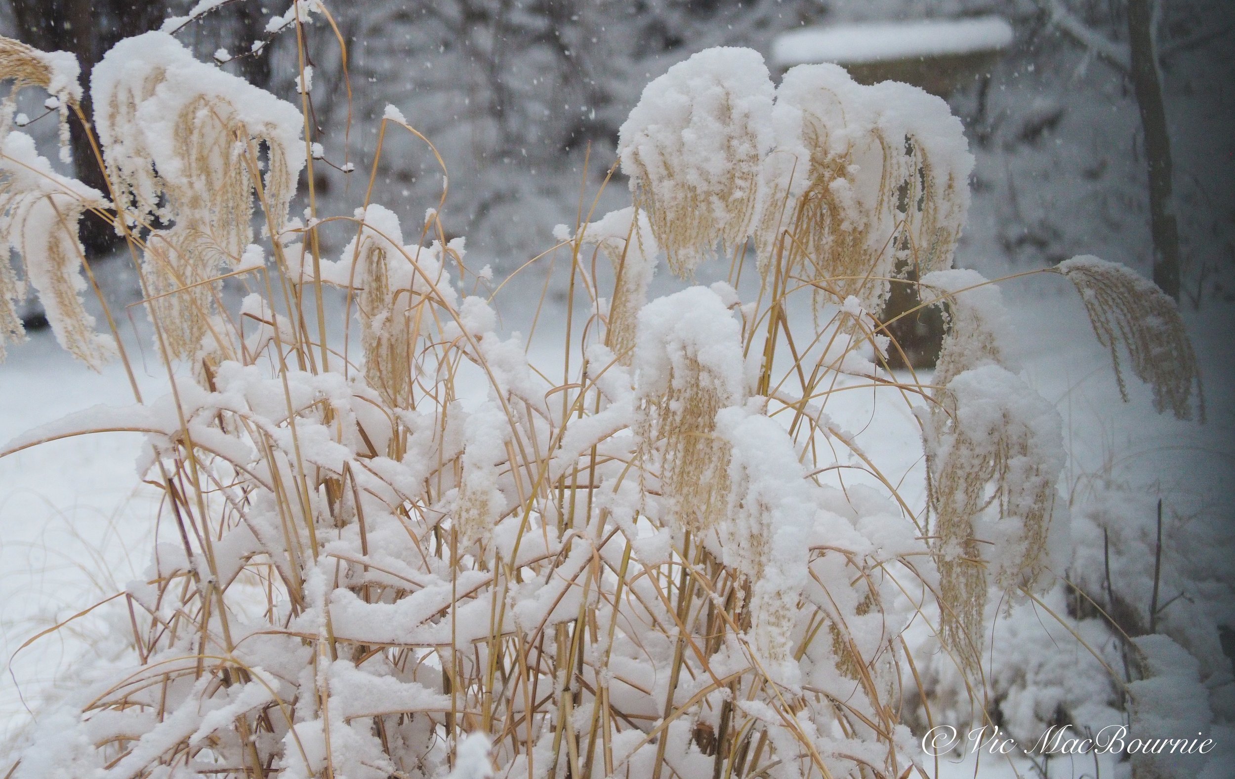 Miscanthus after an early snowfall.