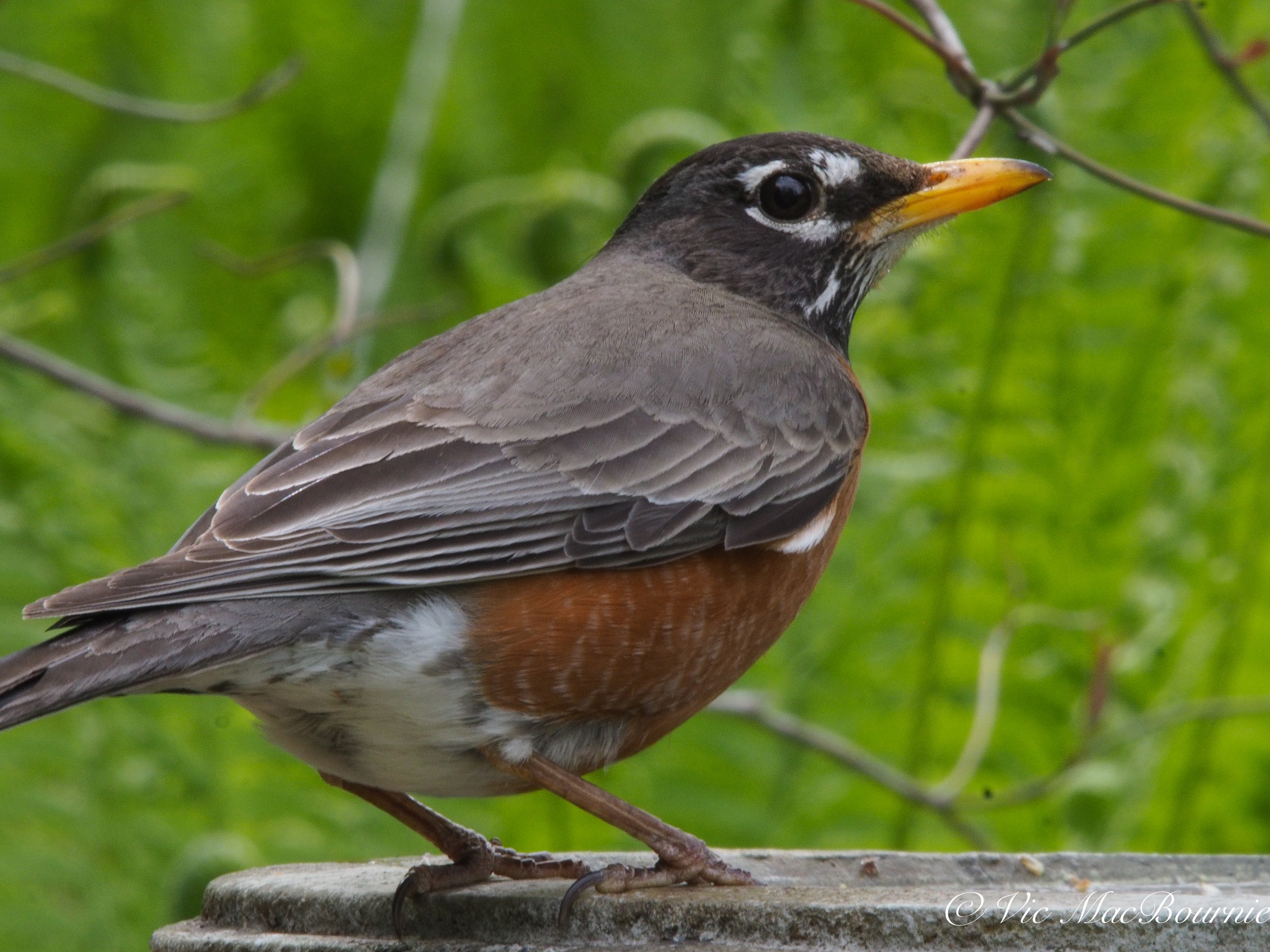 American Robin photographed with the Pentax 300mm f4.5* lens on the Olympus micro four thirds camera.