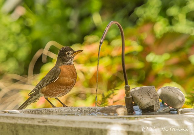 This American Robin was attracted by the sound of water spilling from the solar-powered dripper.